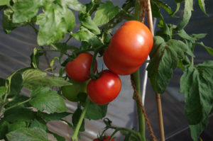 gartenzeit_tomaten